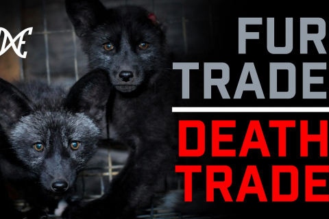 480_fur_trade_death_trade_dxe_direct_action_everywhere_1.jpg