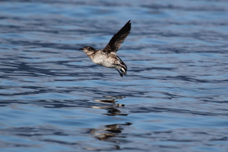 sm_rsmarbled-murrelet-robin-corcoran-usfws-fpwc.jpg 