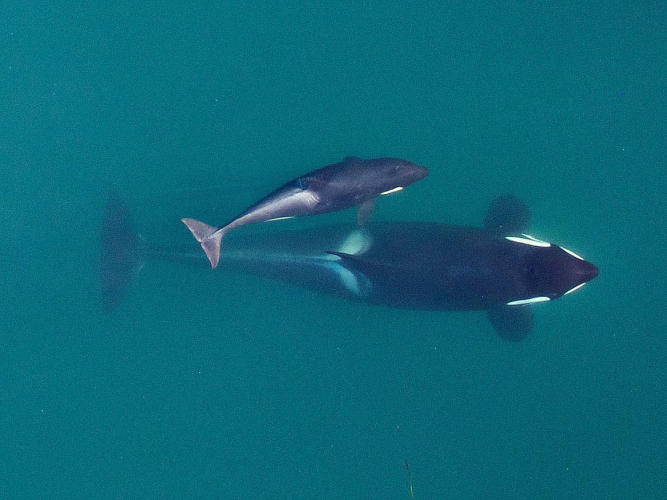 sm_orca_rs_southern_resident_killer_whale_noaa_fpwc.jpg 