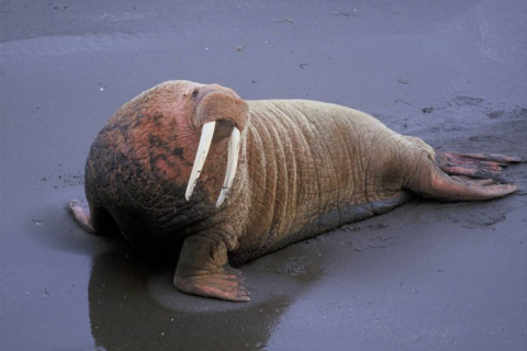 rspacificwalrus_billhickey_usfws_fpwc.jpg