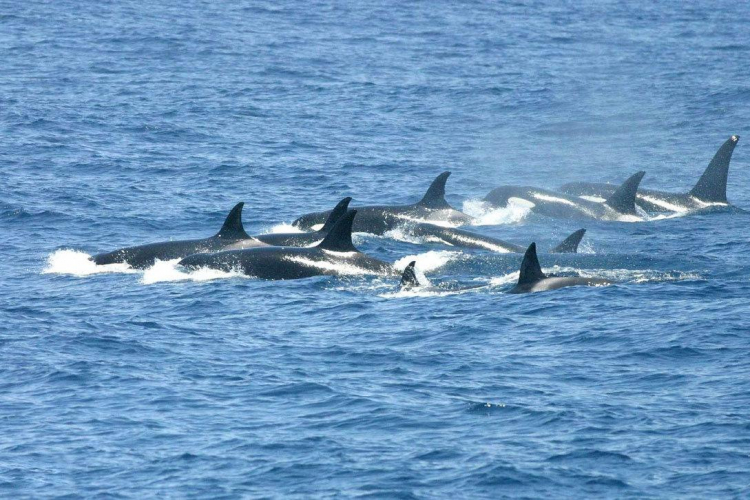 sm_southern_resident_killer_whale_pod_credit_holly_fernbauch_noaa_fisheries.jpg 