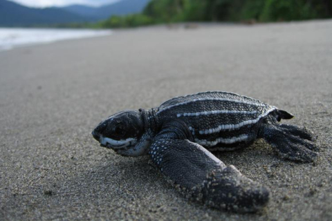 rspacific_leatherback_turtle_noaa.jpg