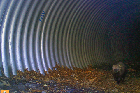 480_rsa_pacific_fisher_at_the_twin_gulches_culverts_caltrans.jpg