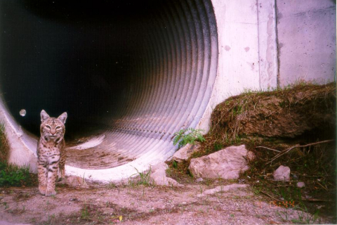 480_rsbobcat_at_culvert_nps_1.jpg