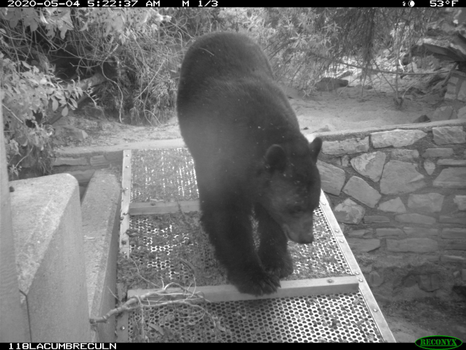 sm_rsa_black_bear_at_retrofitted_culverts_nps.jpg 