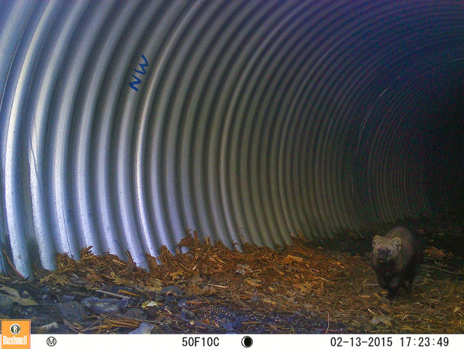 sm_rsa_pacific_fisher_at_the_twin_gulches_culverts_caltrans.jpg 