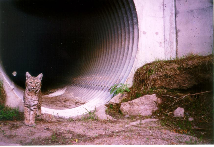sm_rsbobcat_at_culvert_nps.jpg 