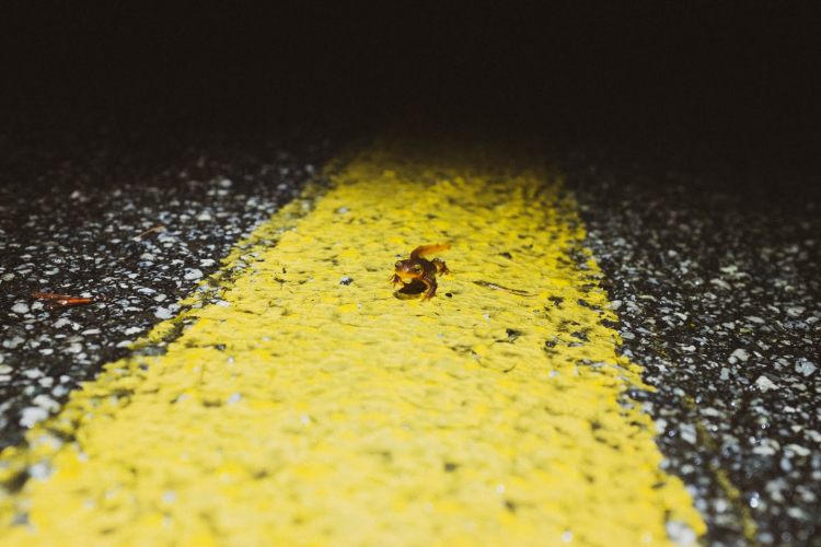 sm_rscalifornia_newt_on_yellow_line.jpg 