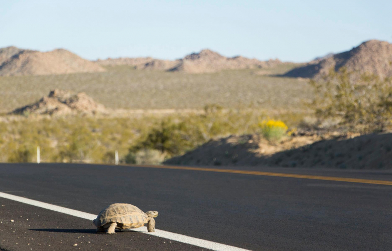 sm_rsdesert_tortoise_crossing_road__brad_sutton_nps.jpg 
