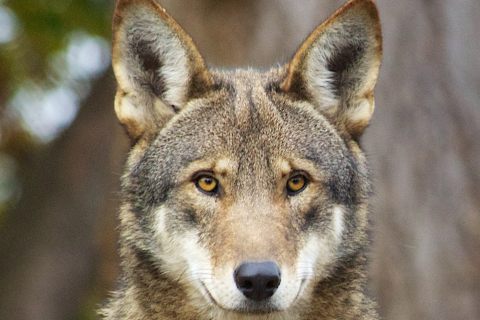 480_rsred_wolf_b_bartel_usfws_fpwc_1.jpg