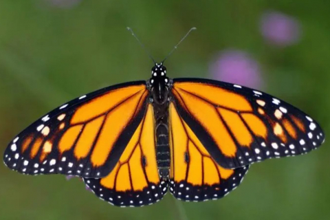 480_monarch_butterfly_1.jpg