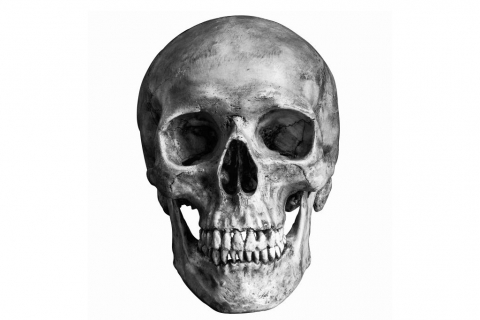 480_skull.jpg 