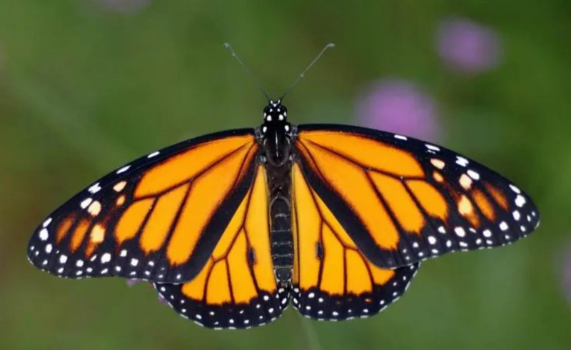 sm_monarch_butterfly.jpg 