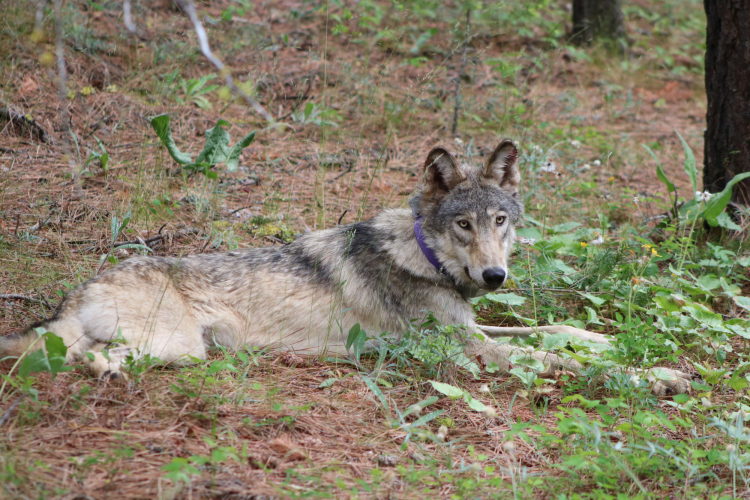 sm_rswolf_or-93_austin_smith_jr_confed_tribes_of_warm_springs_june_2020_fpwc.jpg 