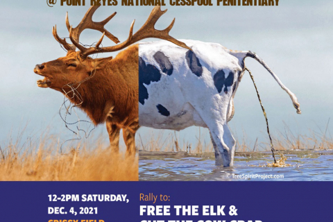 480_free-the-elk_cut-the-cow-crap-point-reyes-natl-cesspool-penitentiary-sf-rally-12-4-21.-1200p-ida-v2_1.jpg
