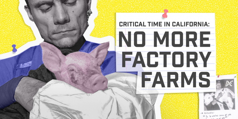 sm_critical_time_in_california-_no_more_factory_farms_.jpeg 