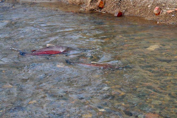 sm_coho_spawning_roy_s_restoration_12_18_21.jpg 