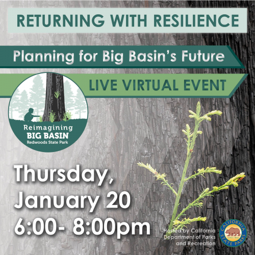 sm_returning_with_resilience__planning_for_big_basins_future.jpg 