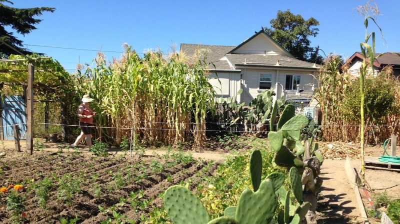 sm_pollinators_and_urban_community_gardens_with_stacy_philpott.jpeg 