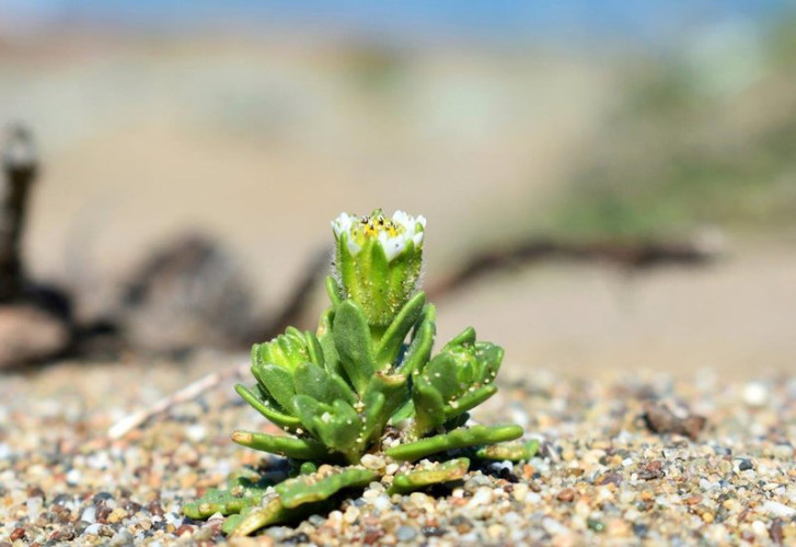 sm_beach_layia_national_park_service_fpwc.max-800x800.jpg 