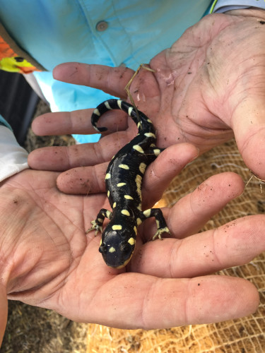 sm_rscalifornia_tiger_salamander_2__by_spenser_labay_fpwc_media_use_ok.jpg 