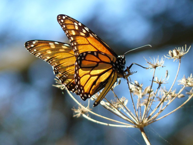 sm_monarch_butterfly_docentjoyce_wikimedia_comm.max-800x800.jpg 