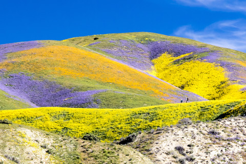 480_rscarrizo_plain_national_monument_bob_wick_blm_fpwc_1.jpg