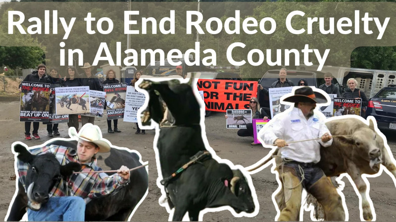sm_rally_to_end_rodeo_cruelty_in_alameda_county_.jpeg 