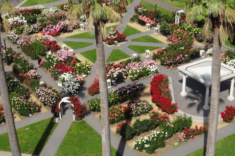 480_california_state_capitol_rose_garden_1.jpg