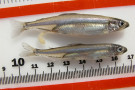 135_delta_smelt_by_metric_ruler_usfws.jpg