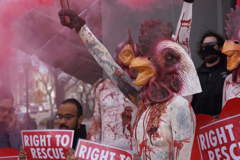 480_dxe_chicken_with_smoke_flare_2.jpeg 