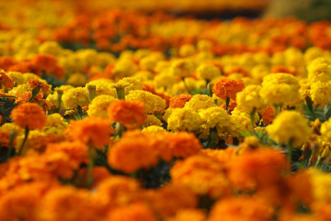 480_marigolds.jpg