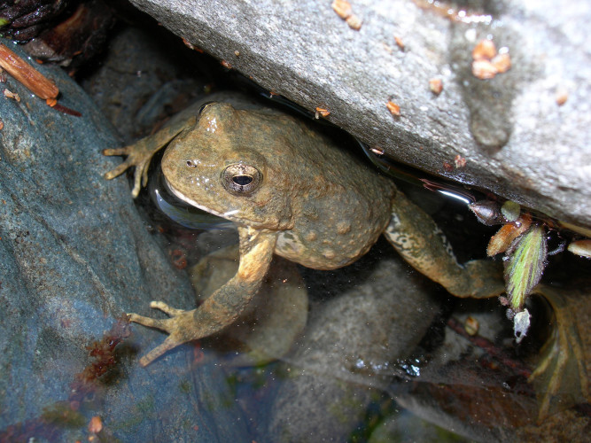 sm_rsfoothill_yellow-legged_frog_amy_lind_usfs_fpwc.jpg 