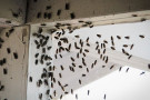 135_flies.jpg