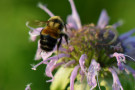 135_rsrusty_patched_bumble_bee_usfws_fpwc.jpg