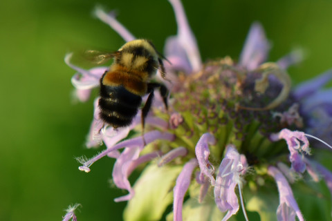 480_rsrusty_patched_bumble_bee_usfws_fpwc.jpg