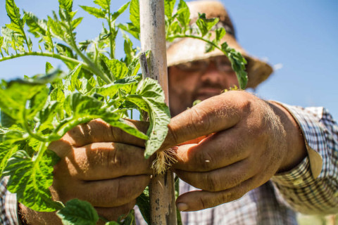 Que se fomenten los entornos alimentarios saludables que mantienen con vida nuestros pueblos y ecosistemas