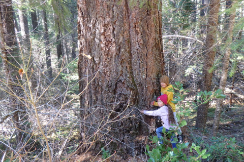 Community Groups Sue U.S. Forest Service over Unprecedented Plumas
Forest Logging Plan