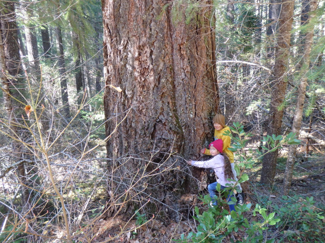 old growth ancient forest under immediate threat