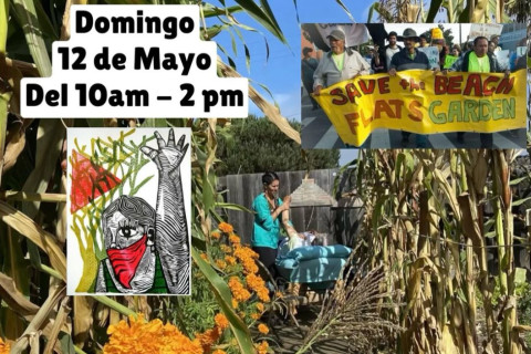 480_beach-flats-community-garden-festival-2.jpg