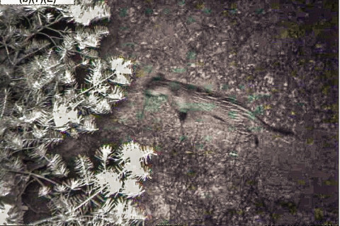 SAN XAVIER, Tohono O’odham Nation, May 9, 2024 — Students from schools on the Tohono O’odham Nation, as well as groups of elders and near...