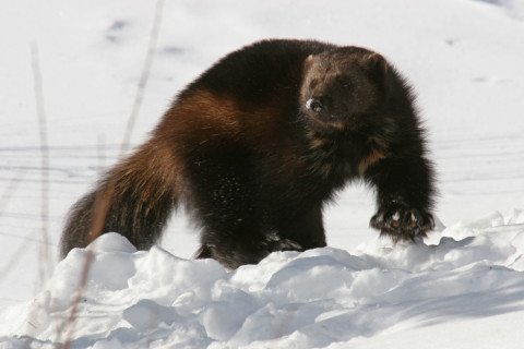DENVER, Colo., May 20, 2024 — Colorado Gov. Jared Polis will sign into law today a bill to reintroduce wolverines to the state and alloca...