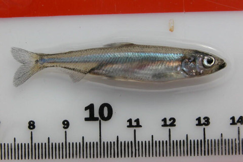 Photo of Delta Smelt courtesy of the USGS.