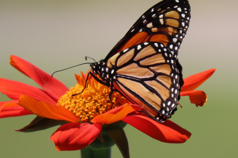 Safeguards Urgently Needed to Save Legendary Butterfly Migration