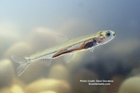 It is significant that zero Delta smelt were caught in the survey despite the release of tens of thousands of hatchery-raised Delta smelt...