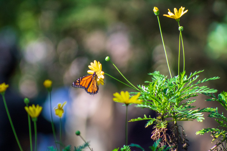 San Francisco, Calif. Jan. 30, 2025— Following efforts by hundreds of volunteers and partners to count overwintering monarch butterflies ...