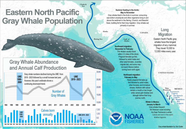 sm_b._infographic_noaa_gray-whale-infographic-adults-and-calves-2025_credit____noaa.jpg