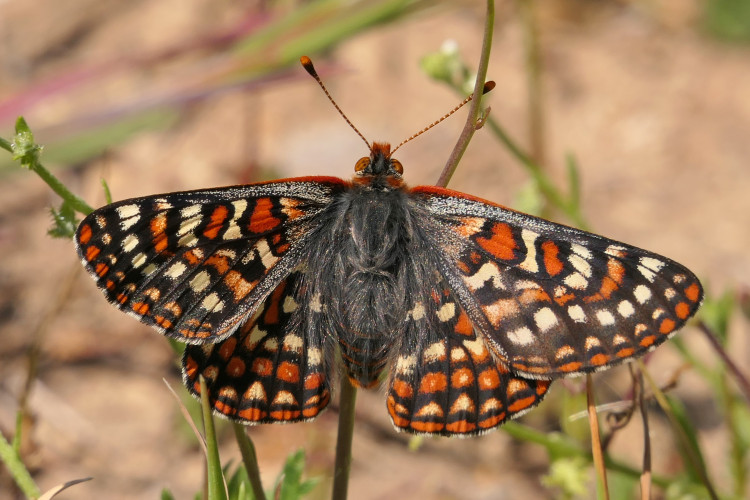SACRAMENTO, Calif., August 13, 2025 — The California Fish and Game Commission voted unanimously today to declare the Quino checkerspot bu...