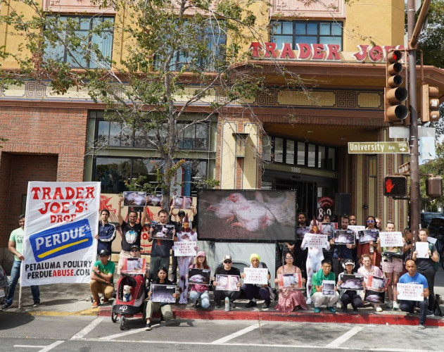 Protesters show video of ill and injured chickens at Petaluma Poultry and play audio of chickens screaming during slaughter