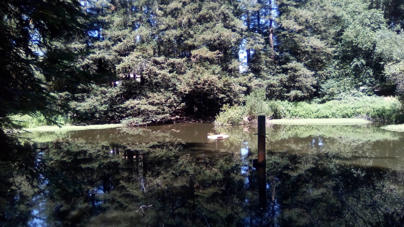Lompico Pond (aka "Guacamole Pond" officially "Lake Lompico")
~ 11603 Lakeshore (Felton CA 95018) near Lake Blvd
